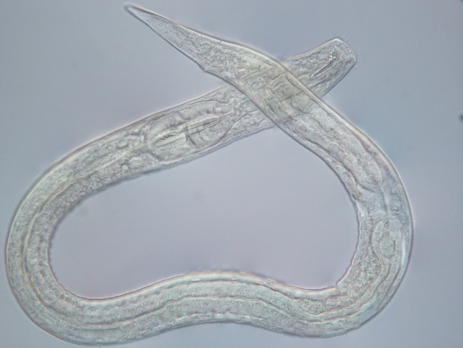 Представитель Семейства Desmodoridae